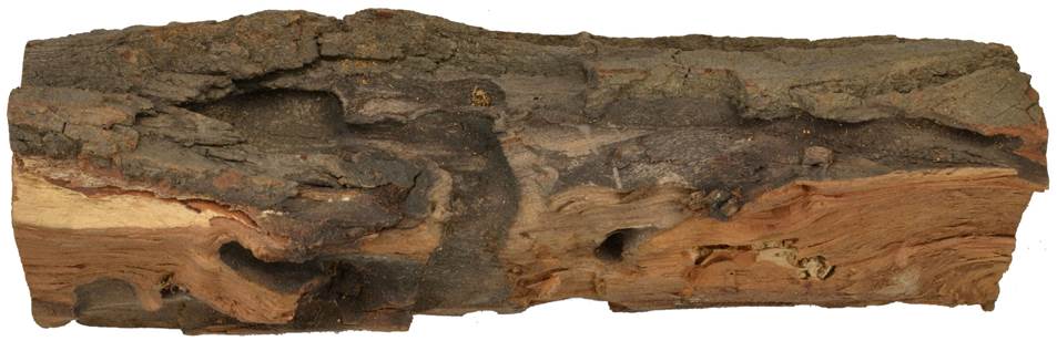 Pe CZ Salix caprea.JPG